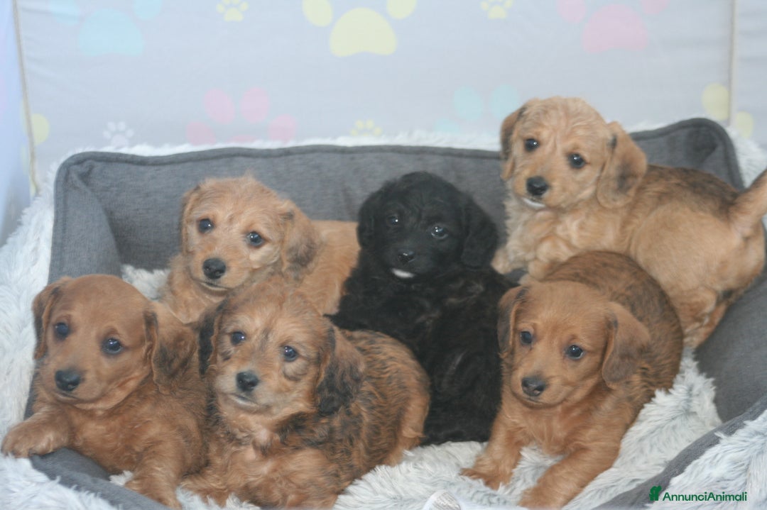 Meticcio cani in vendita: CUCCIOLI DI DOXIPOO  🐶❤️ - Annuncio 3