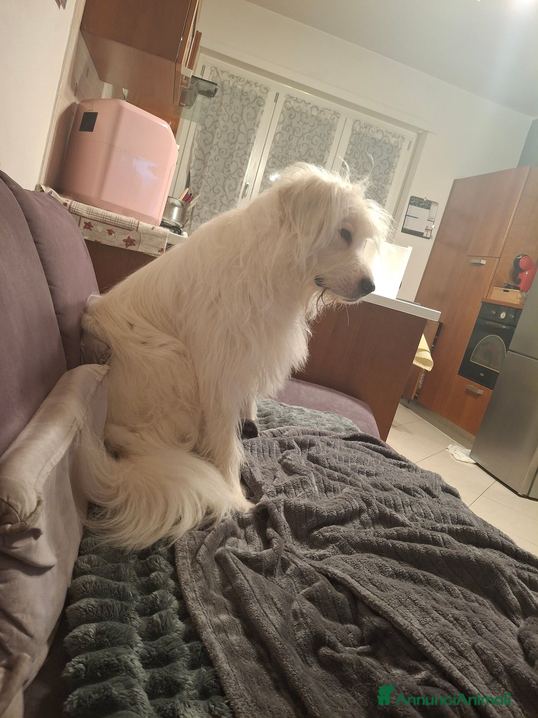 Altre razze cani in regalo: Noah cerca casa - Annuncio 6