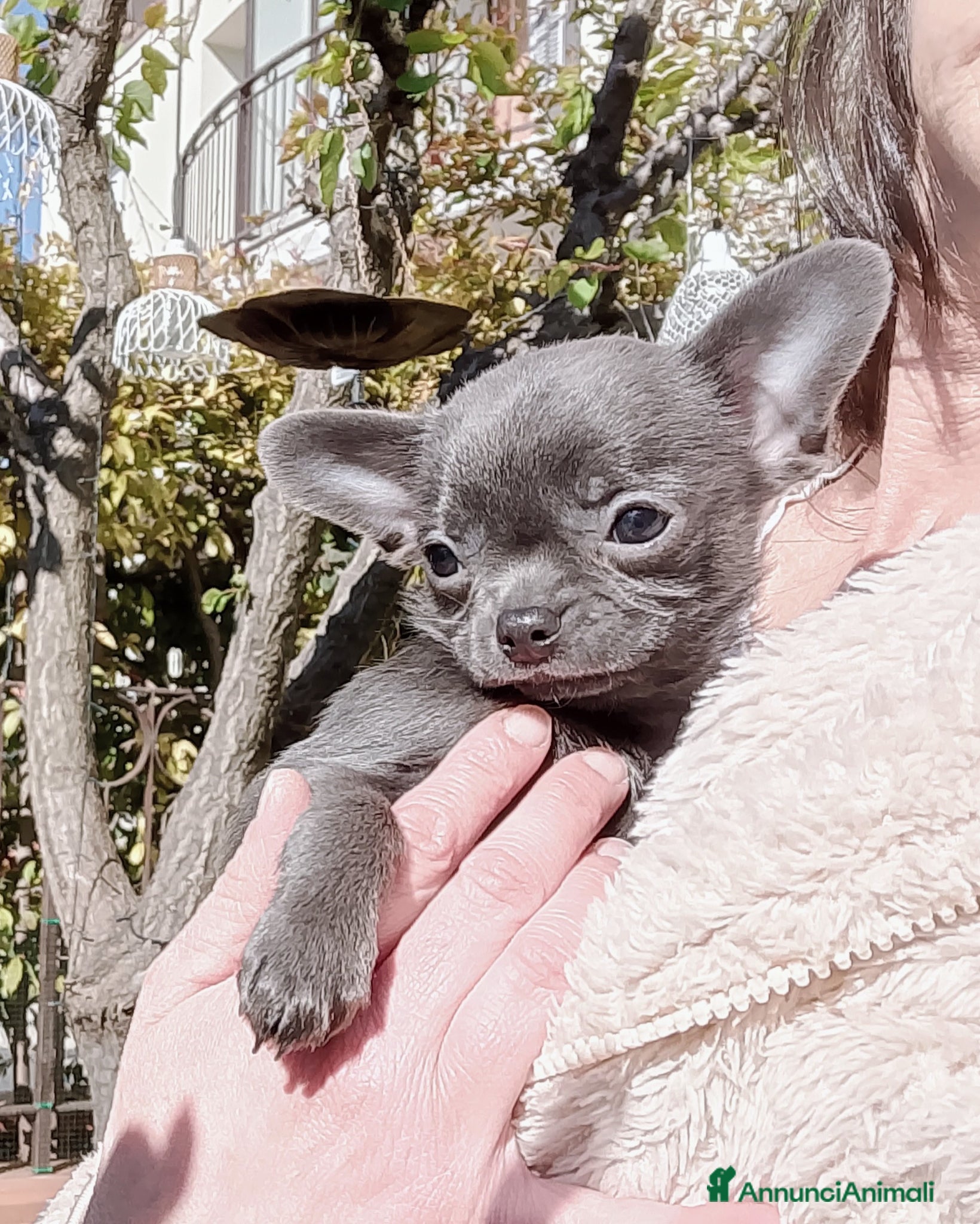 Chihuahua cani Chihuahua con pedigree ENCI  - Annuncio 8