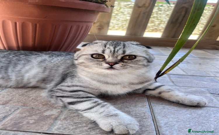 Scottish gatti a Città metropolitana di Roma Capitale - Annuncio 19