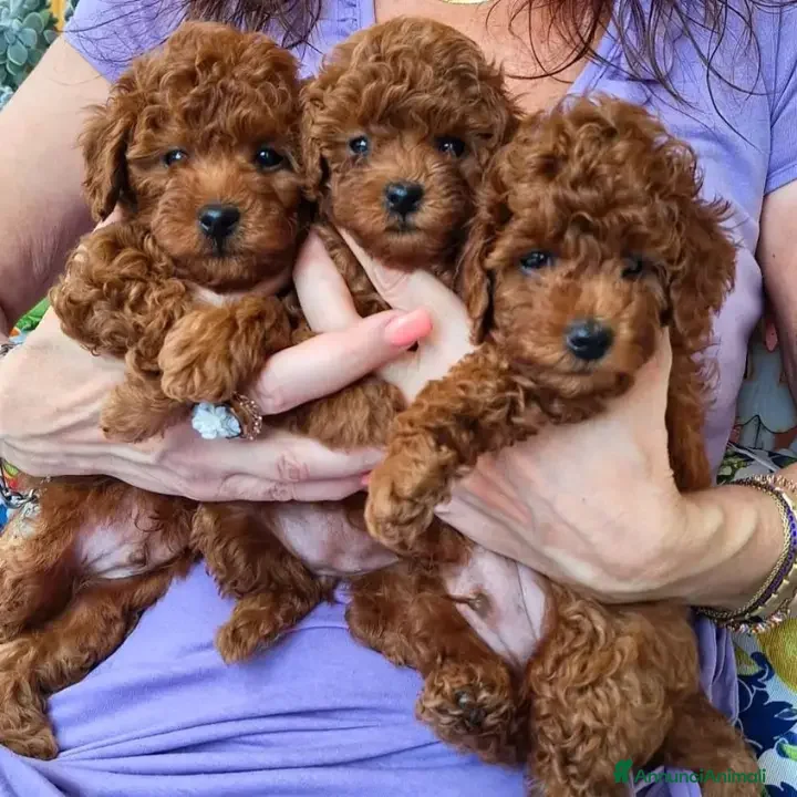 Barboncino Toy cani barboncini toy - Annuncio 24