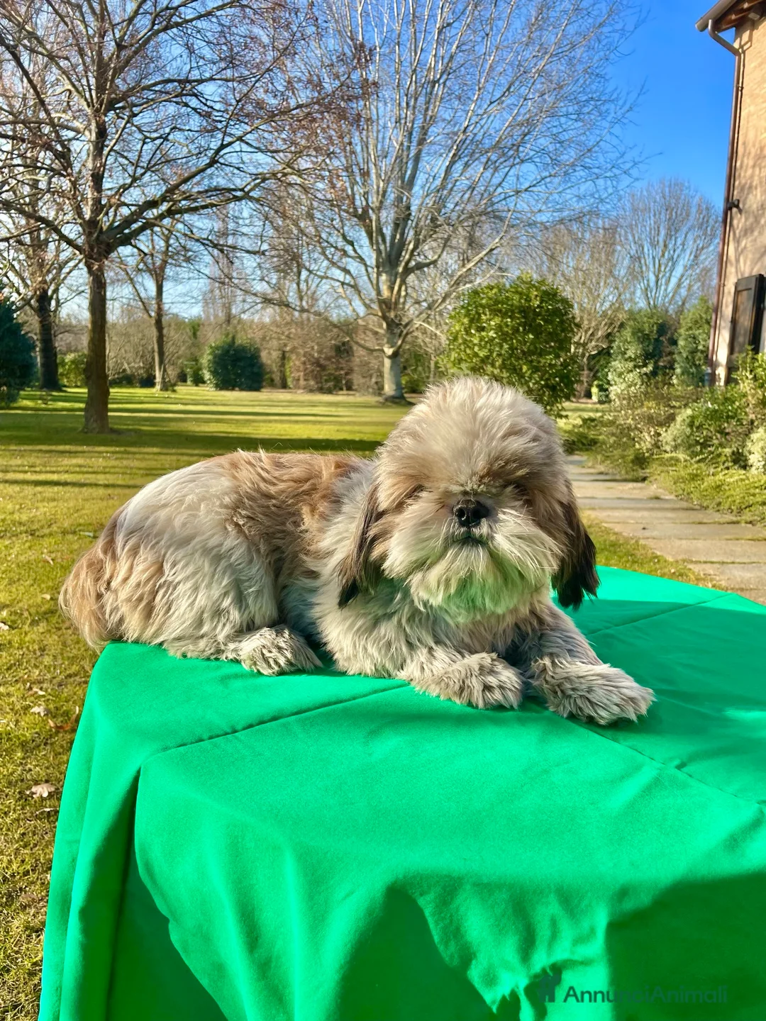 Shih Tzu cani in regalo: Cucciolone maschio shihtzu - rimborso spese a Città metropolitana di Milano - Annuncio 1