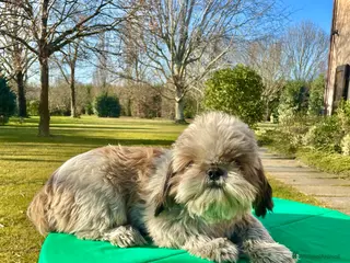 Shih Tzu cani Cucciolone maschio shihtzu - rimborso spese - Annuncio 2
