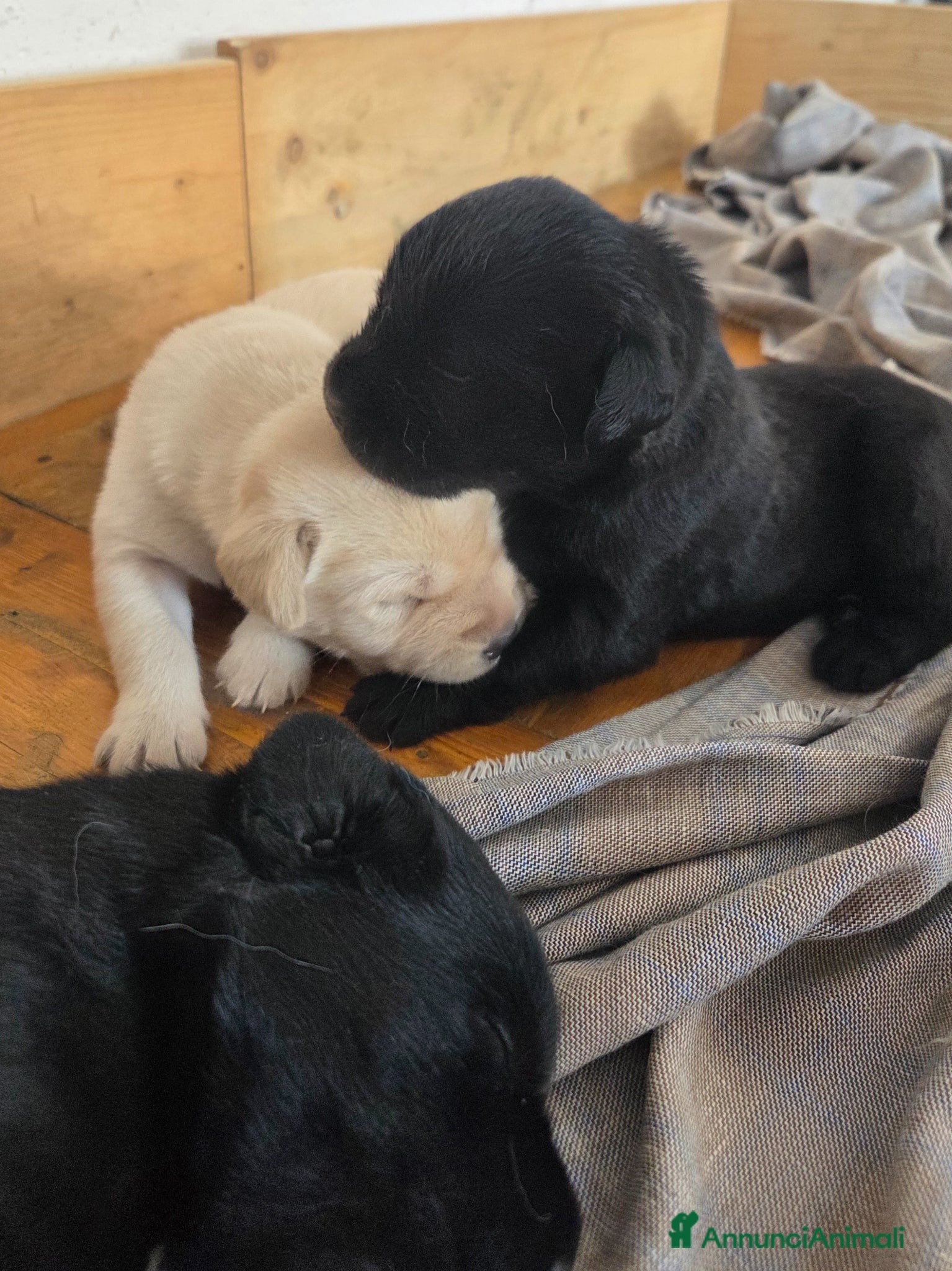 Labrador cani in vendita: Cuccioli labrador con pedegree - Annuncio 2