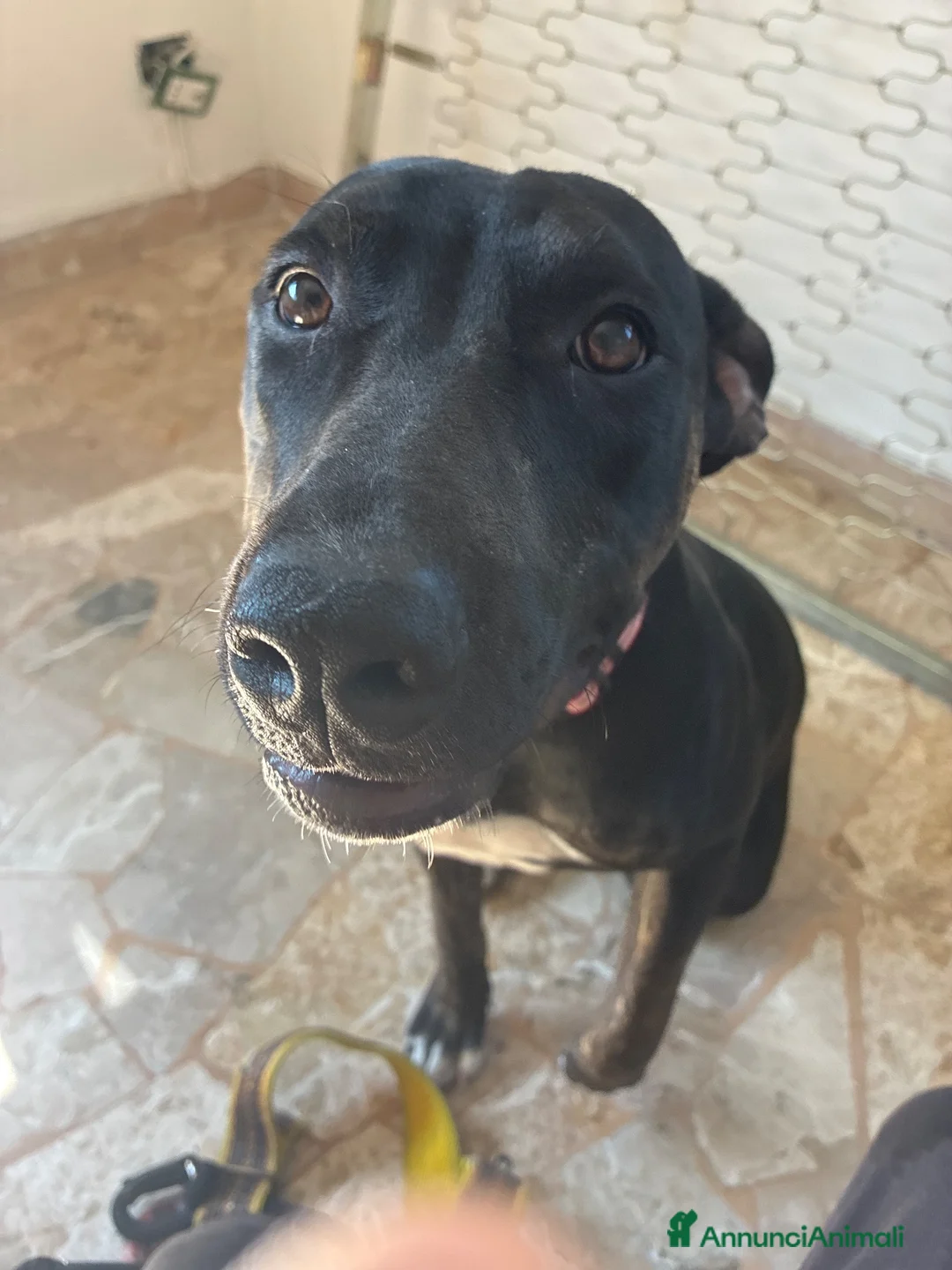 Pitbull cani in vendita:  kim  calsetti a Provincia di Vicenza - Annuncio 2