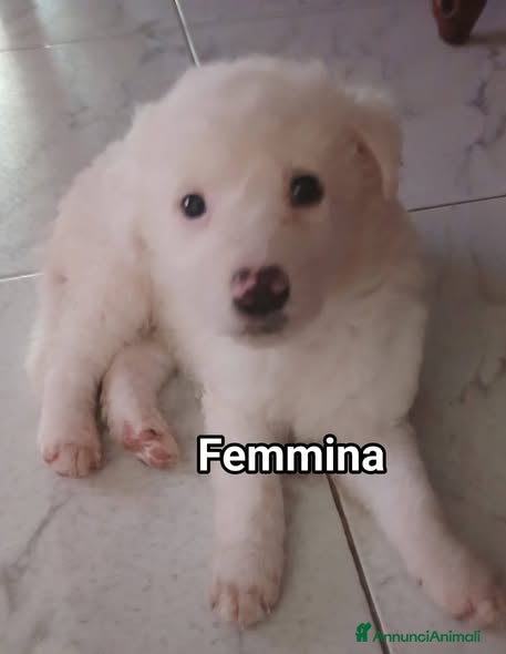 Meticcio cani Cuccioli tenerissimi cercano casa - Annuncio 3