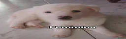 Meticcio cani in regalo: Cuccioli tenerissimi cercano casa - Annuncio 1