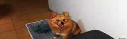 Volpino Italiano cani in vendita: Volpino Italiano  a Città metropolitana di Milano - Annuncio 3