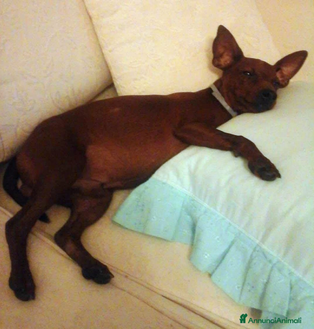 Pinscher Tedesco cani in regalo: URGENTE! NITO, PINSCHERINO 11 ANNI, NONNINO RIMAST - Annuncio 4
