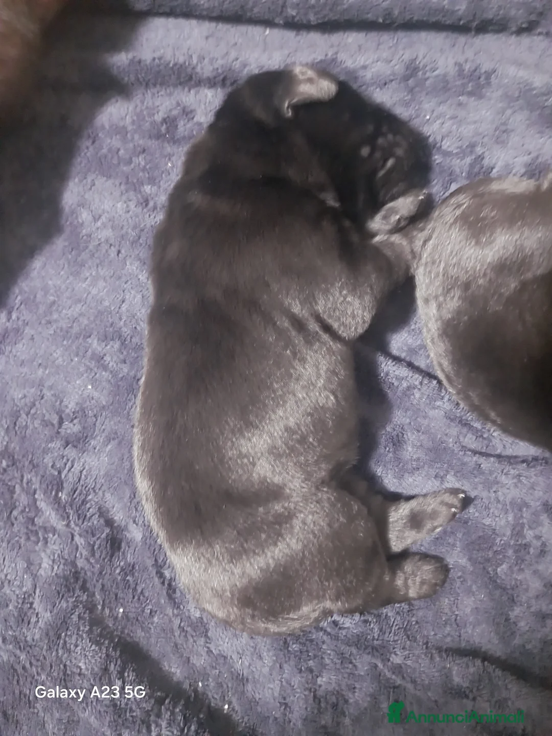 Labrador cani in vendita: Labrador - Annuncio 2