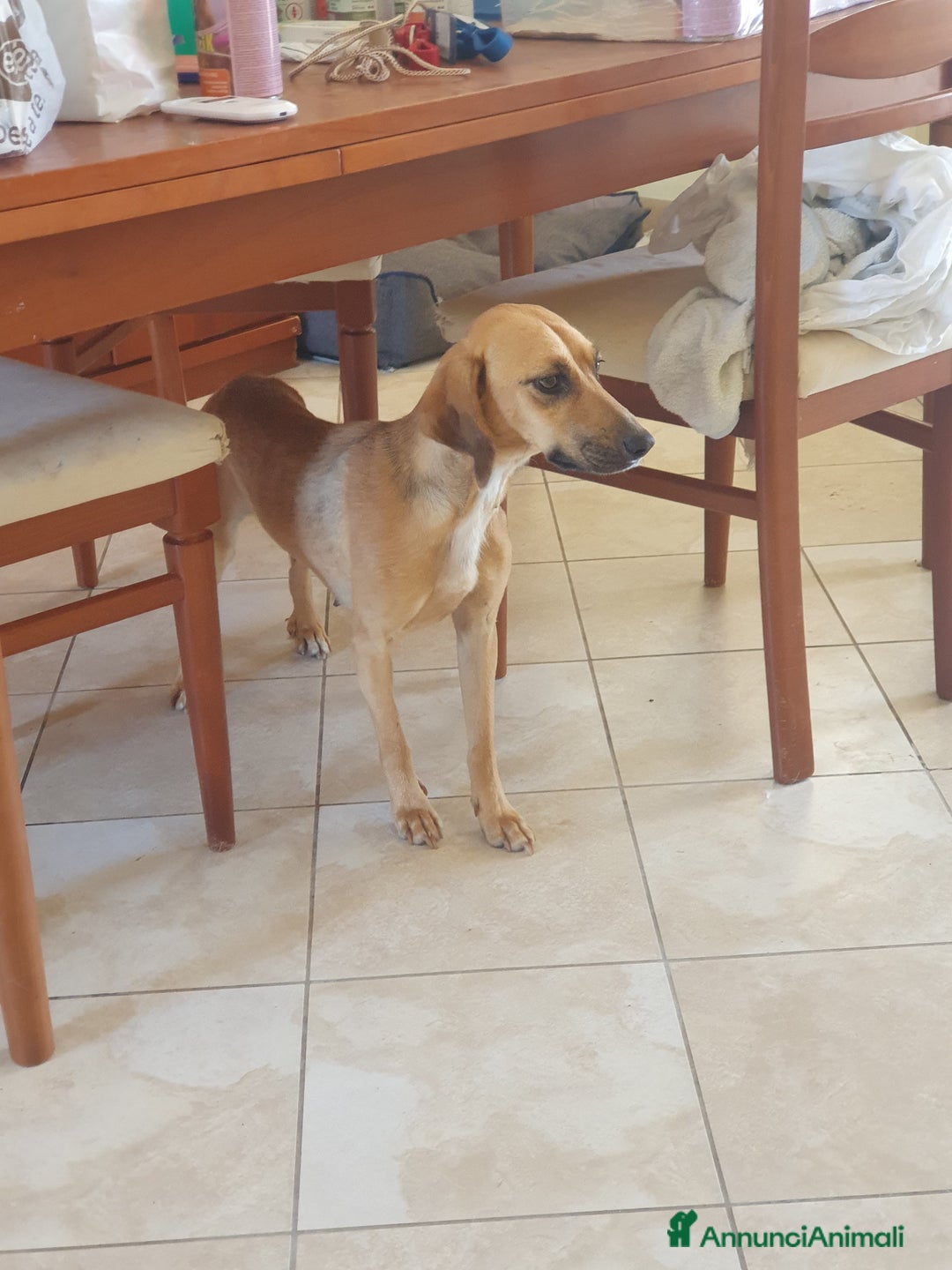 Segugio cani in regalo: NANDA a Provincia di Modena - Annuncio 5