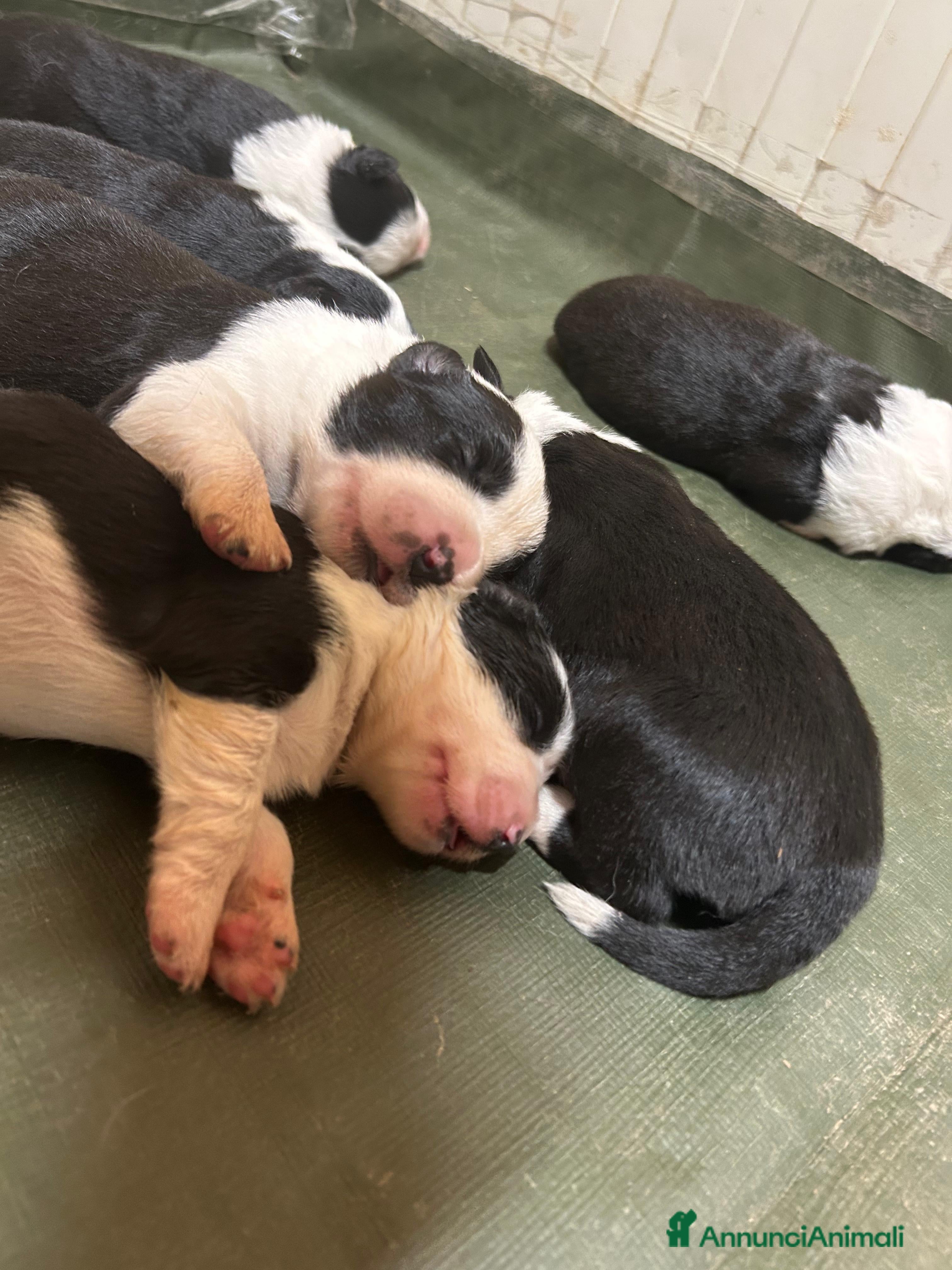 Border Collie cani Border collie  - Annuncio 1