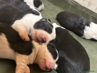 Border Collie cani Border collie - Annuncio 9