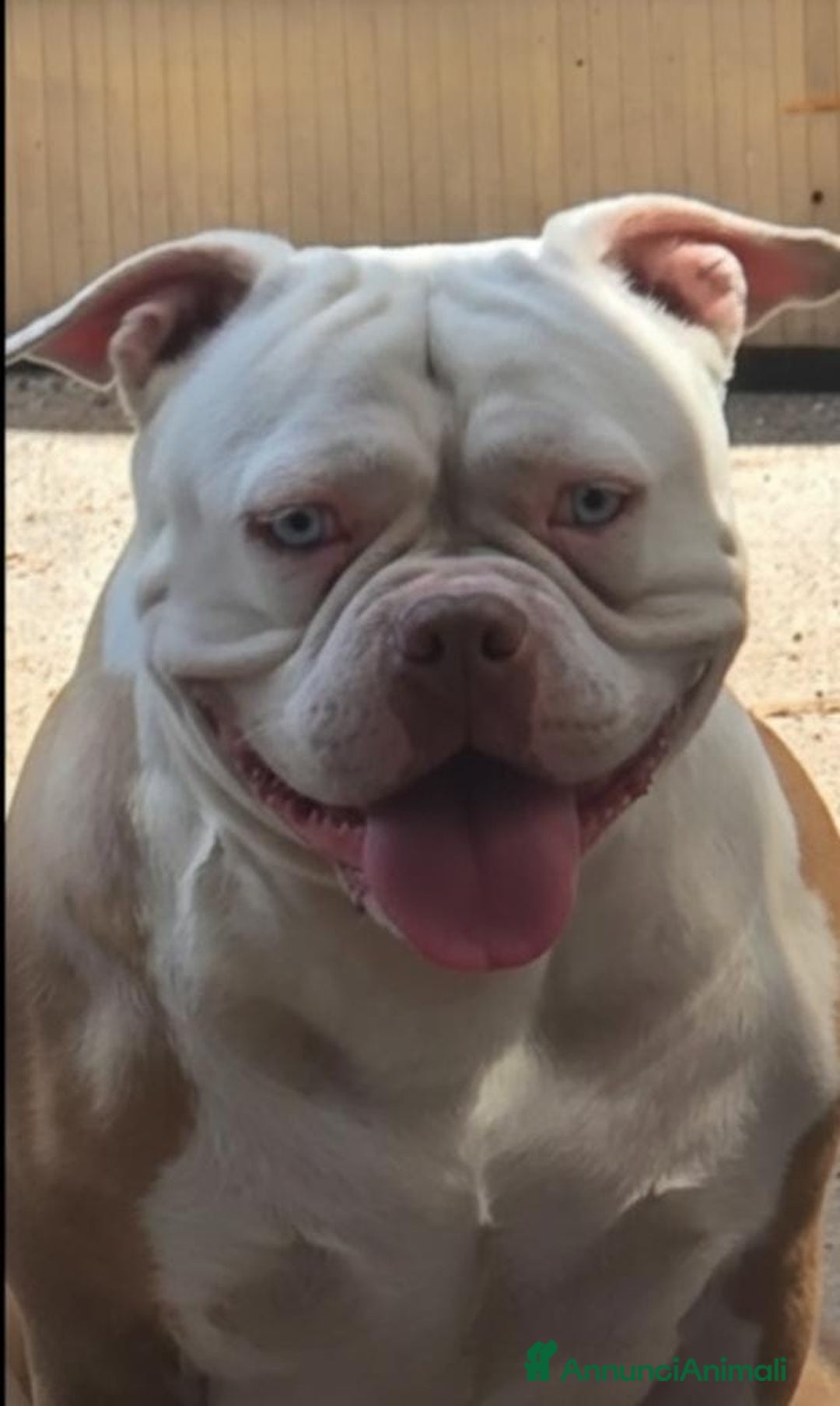 American Bully cani in vendita: American bully - Annuncio 2