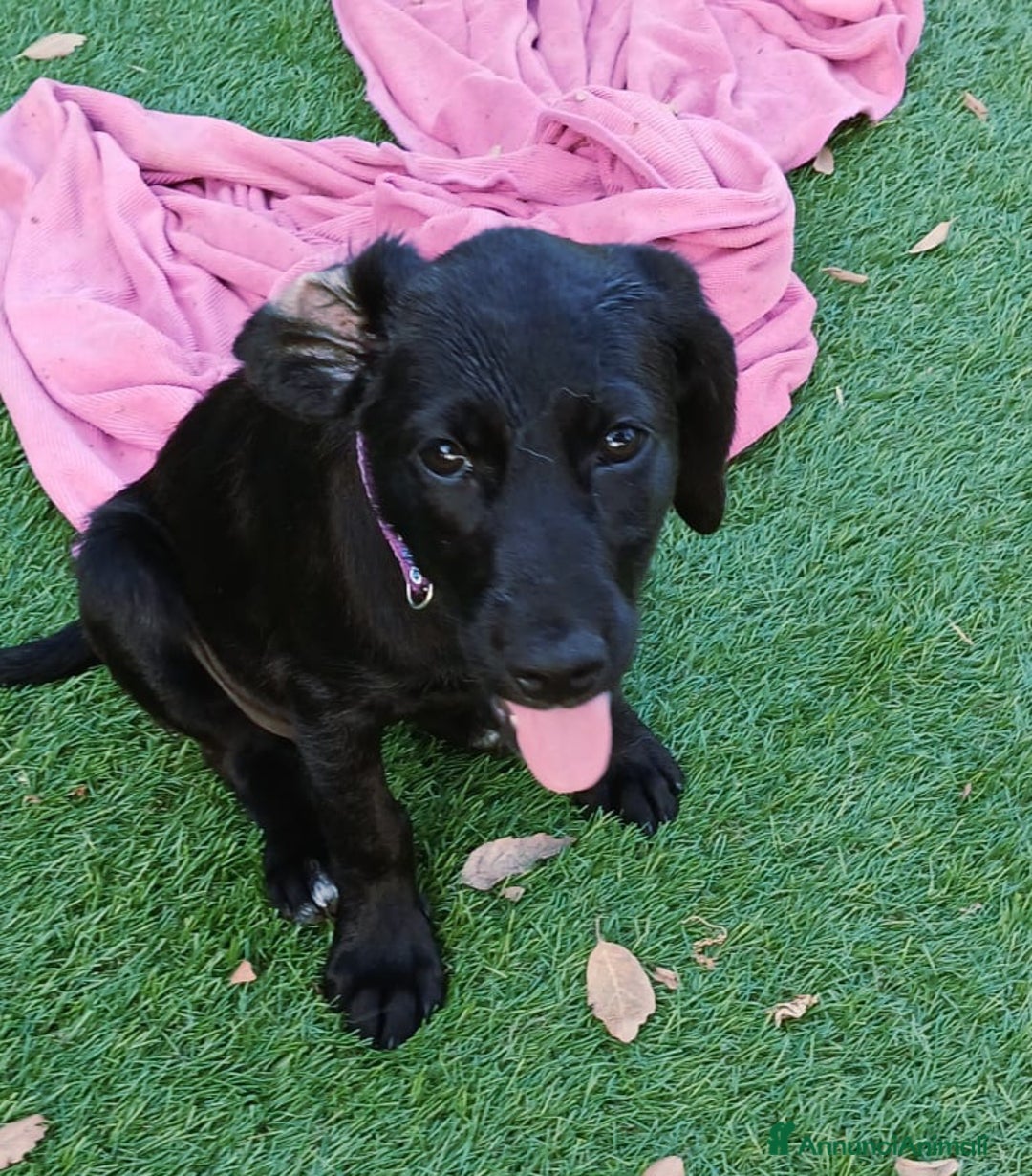 Meticcio cani in regalo: SIBILLA ASPETTA UNA MAMMA  a Provincia di Varese - Immagine 3