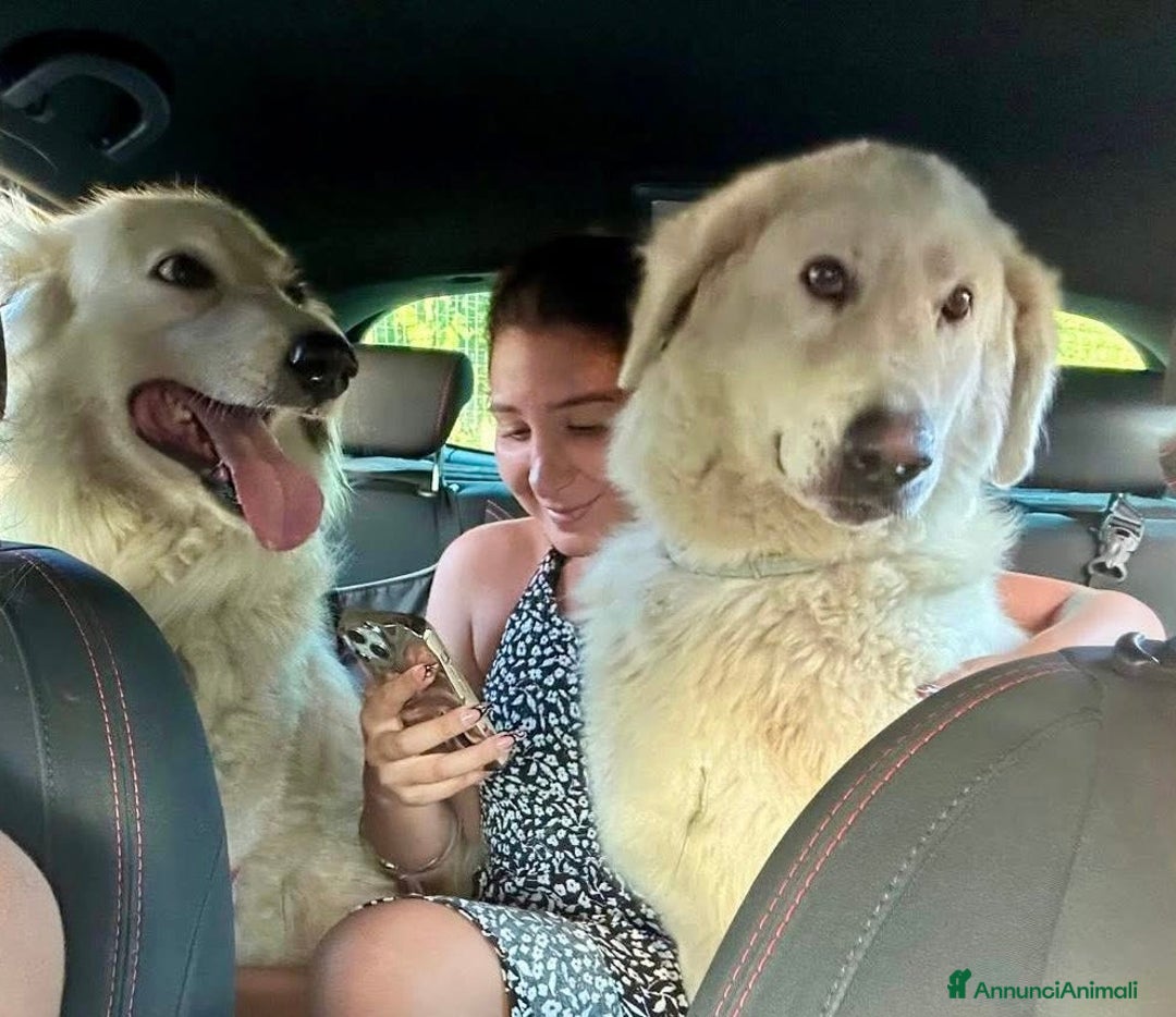 Meticcio cani in regalo: Titty e tony due splendidi angeli reclusi  - Annuncio 3