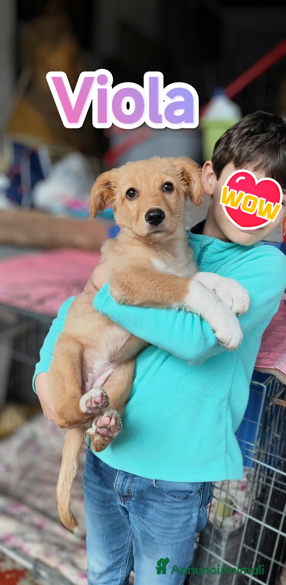 Golden Retriever cani Viola cucciola bellissima cerca adozione - Annuncio 3