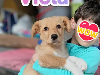 Golden Retriever cani Viola cucciola bellissima cerca adozione - Annuncio 1