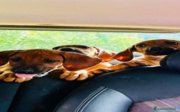 Rhodesian Ridgeback cani in vendita: Cuccioli pronti ad essere accolti  - Immagine 3