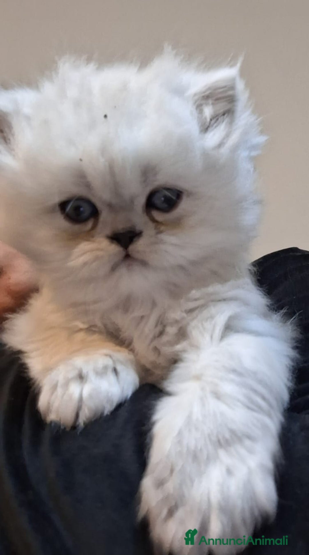 Persiano gatti in vendita: Cuccioli gatti Persiano Chinchilla Silver  - Annuncio 2