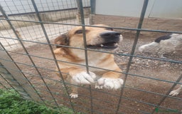 Meticcio cani in regalo: DJANGO a Provincia di Avellino - Immagine 1