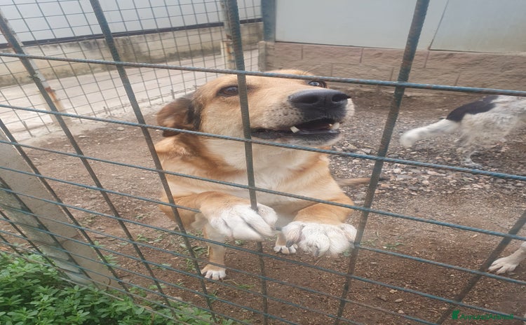 Meticcio cani a Provincia di Avellino - Annuncio 2