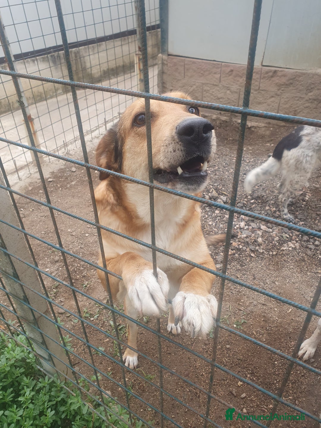 Meticcio cani in regalo: DJANGO a Provincia di Avellino - Immagine 1