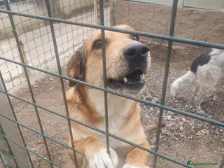 Meticcio cani DJANGO a Provincia di Avellino - Annuncio 25