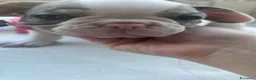 Bulldog Francese cani in vendita: Cucciola di buldolg francese merlee - Annuncio 1