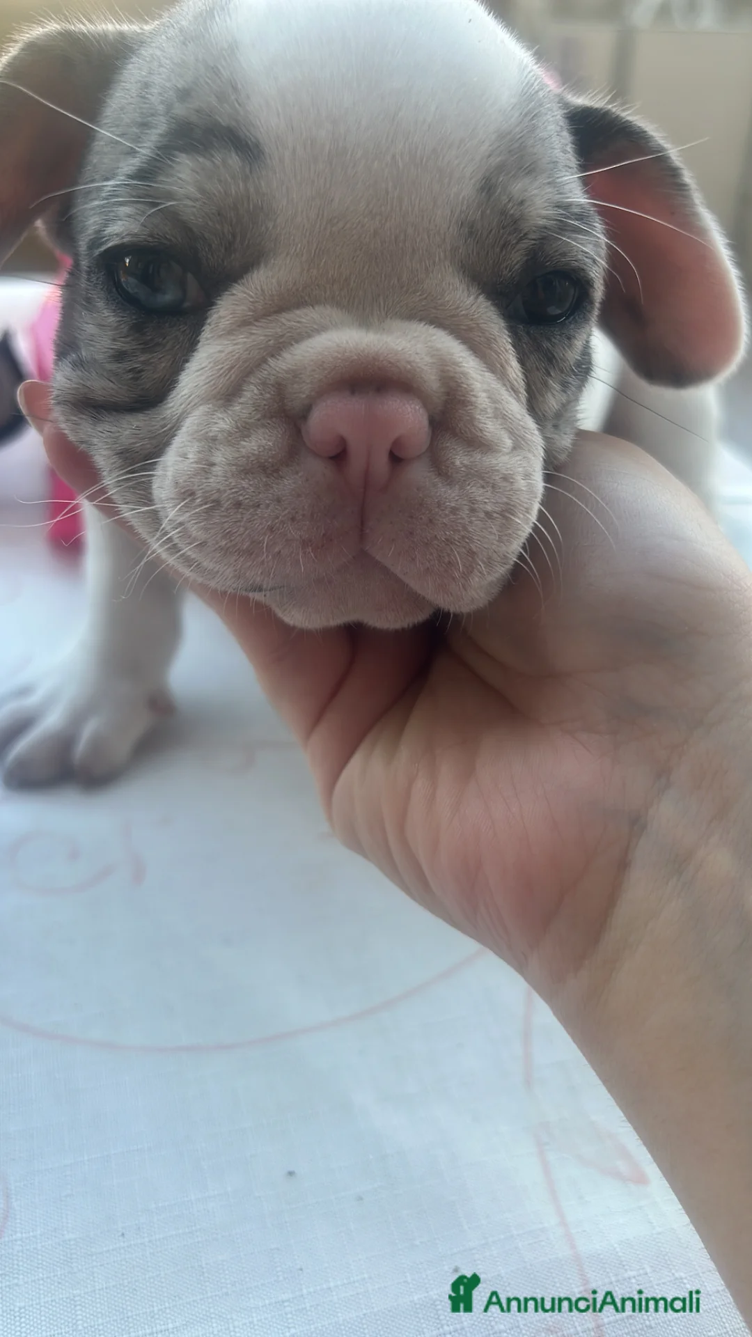 Bulldog Francese cani in vendita: Cucciola di buldolg francese merlee - Annuncio 1