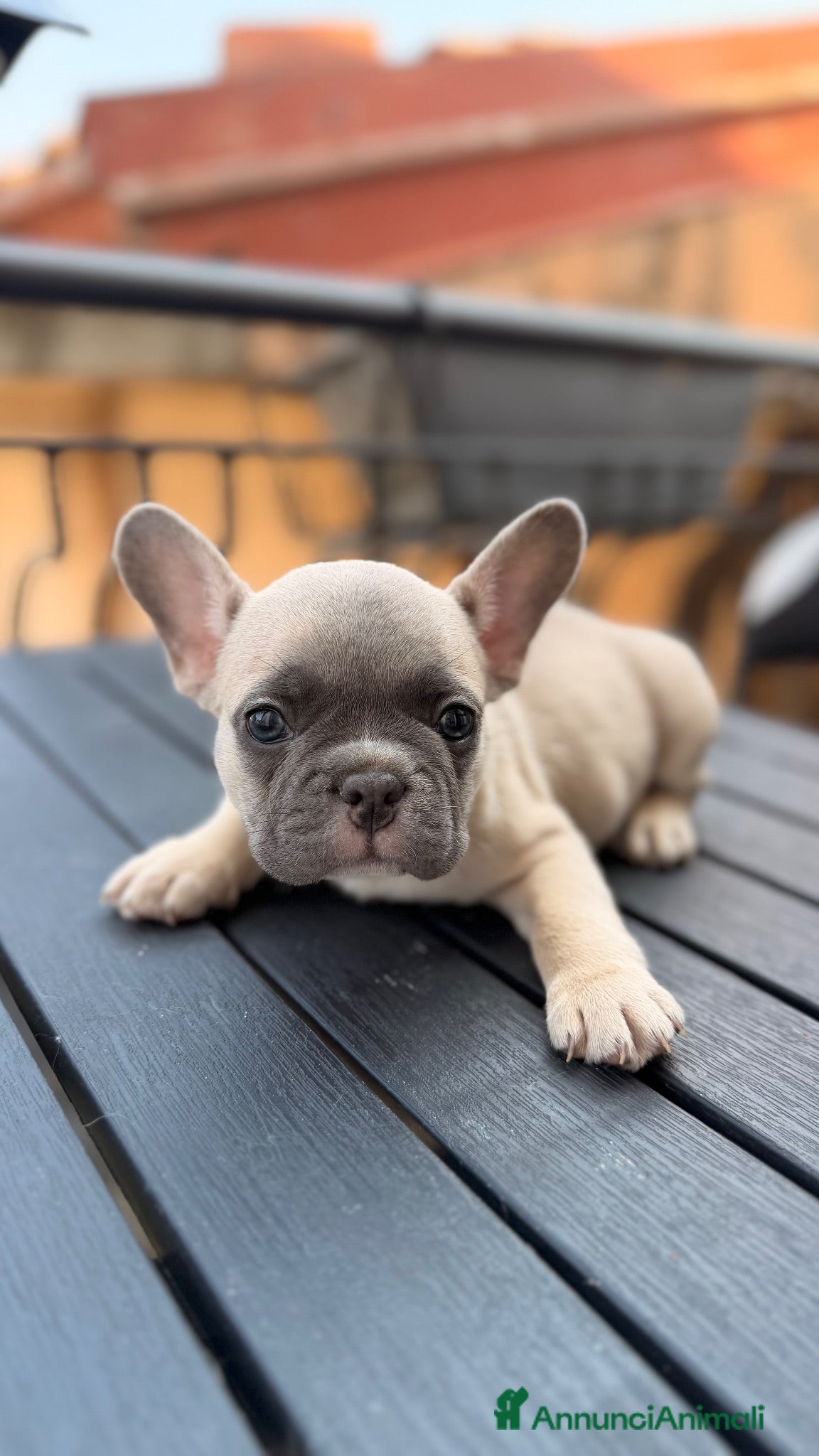 Bulldog Francese cani in vendita: Bulldog Francese Lilac Fawn - Annuncio 2