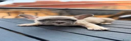 Bulldog Francese cani in vendita: Bulldog Francese Lilac Fawn - Annuncio 1