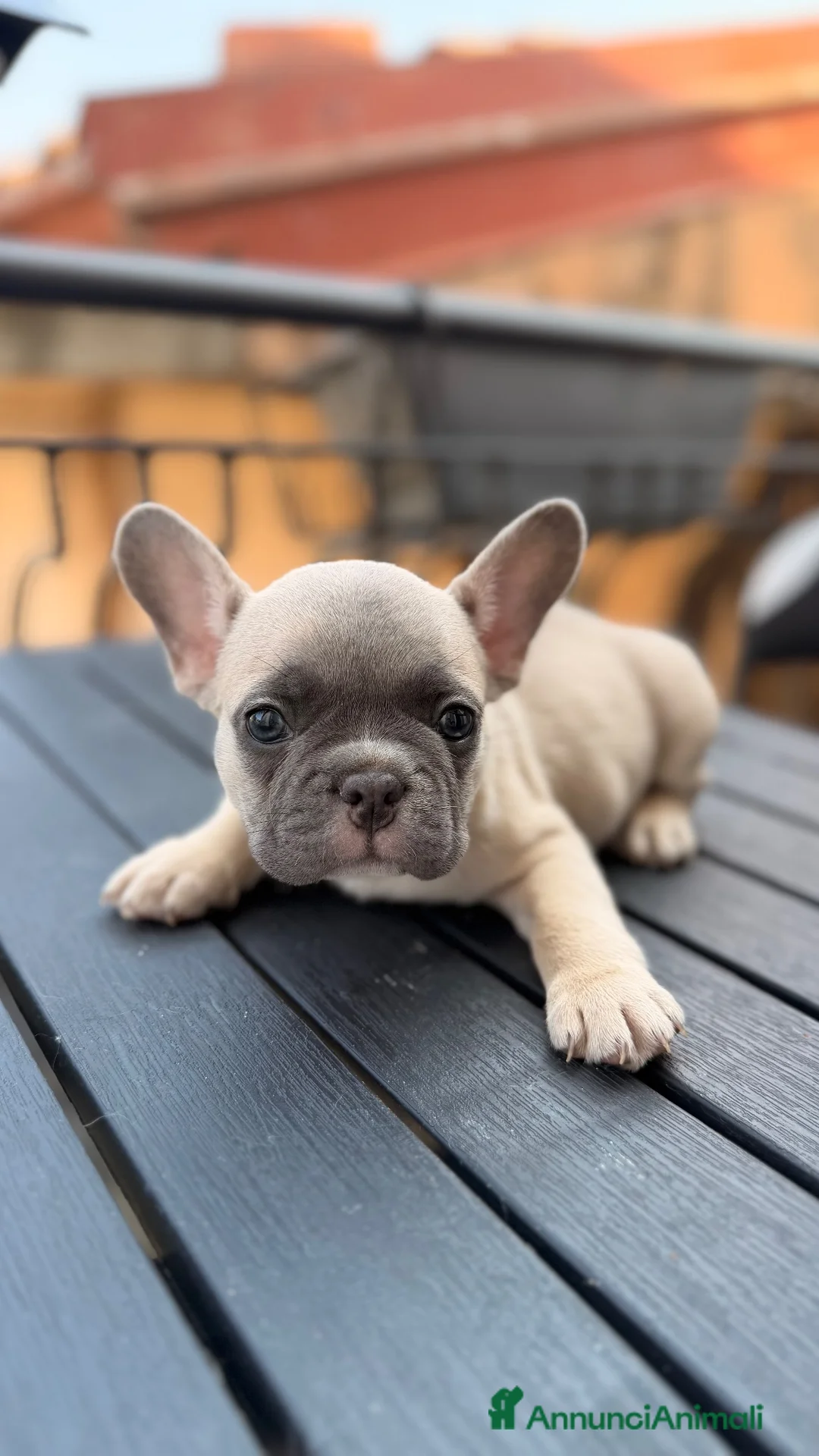 Bulldog Francese cani in vendita: Bulldog Francese Lilac Fawn - Annuncio 1