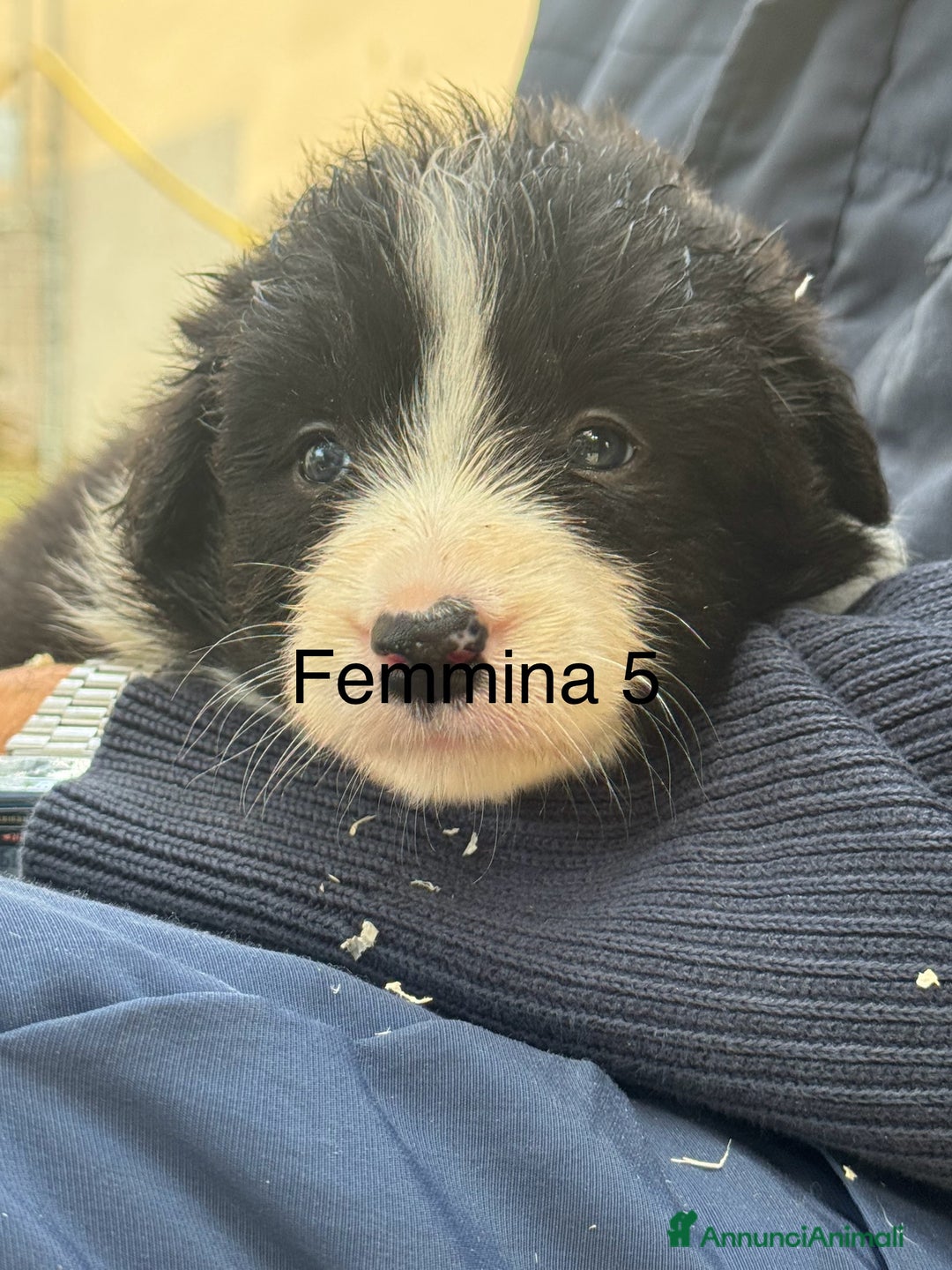 Border Collie cani in vendita: Border Collie con pedigree - Annuncio 1