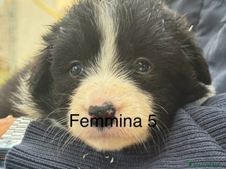 Border Collie cani Border Collie con pedigree - Annuncio 8