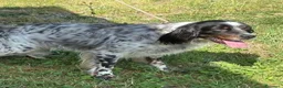 Setter Inglese cani in regalo: ZAIRA dolcissima setterina - Annuncio 3