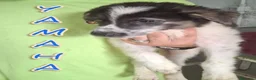 Meticcio cani in regalo: 5 meravigliosi cuccioli tg grande a Provincia di Lucca - Annuncio 3