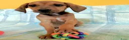 Meticcio cani in regalo: Cuccioli 2 mesi taglia media - Annuncio 4