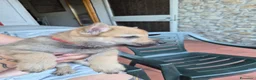 Lupo Cecoslovacco cani in vendita: Cuccioli cane lupo cecoslovacco  - Annuncio 7