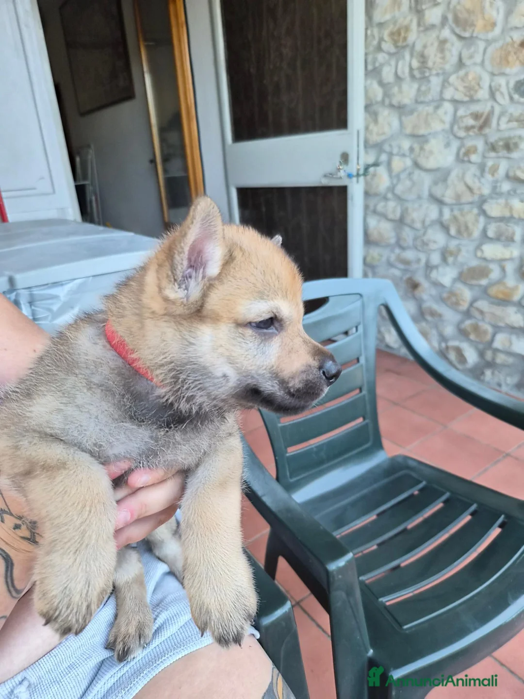 Lupo Cecoslovacco cani in vendita: Cuccioli cane lupo cecoslovacco  - Annuncio 7