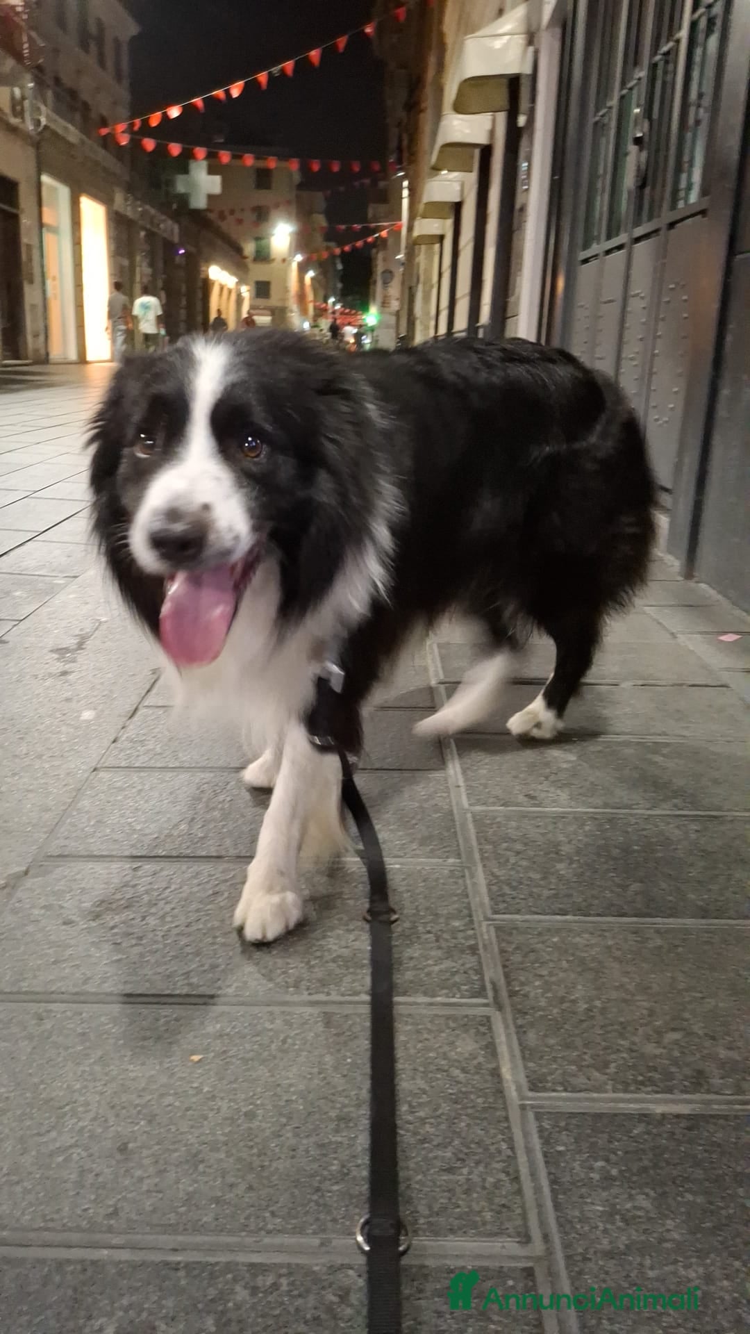 Border Collie cani in vendita: Vendita  - Annuncio 3