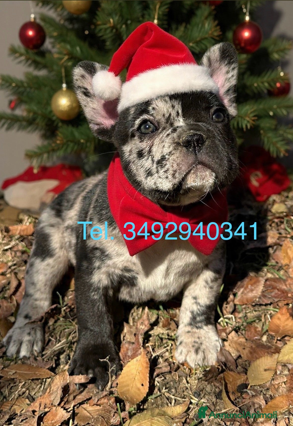 Bulldog Francese cani Cuccioli di Bulldog Francese Fluffy - Annuncio 27