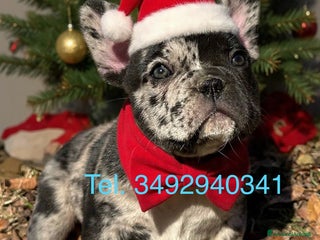 Bulldog Francese cani Cuccioli di Bulldog Francese - Annuncio 8