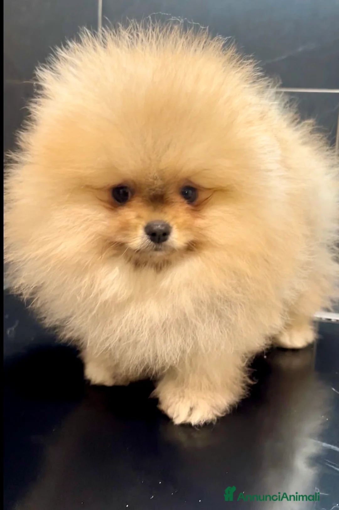 Volpino Pomerania cani in vendita: Pomeranai Spitz nano  - Annuncio 2