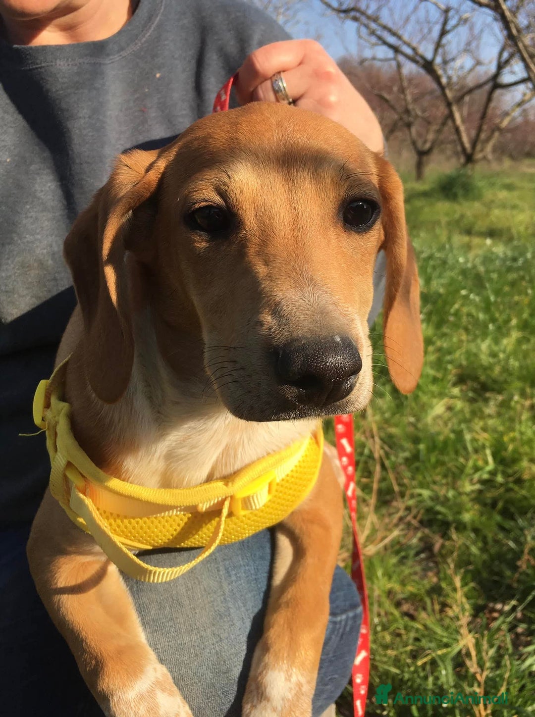 Segugio dell'Appennino cani in regalo: MUSA mix segugetta taglia medio piccola - Annuncio 2