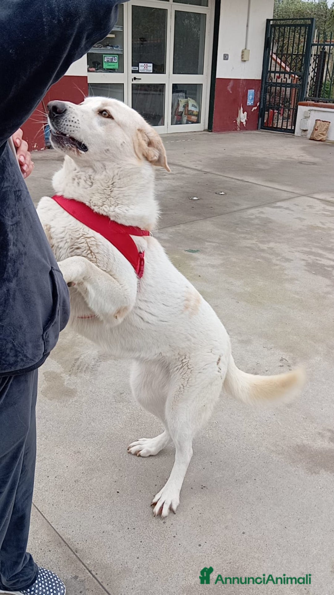 Meticcio cani in regalo: Nuage: cucciolona taglia media socievole  a Città Metropolitana di Genova - Annuncio 12