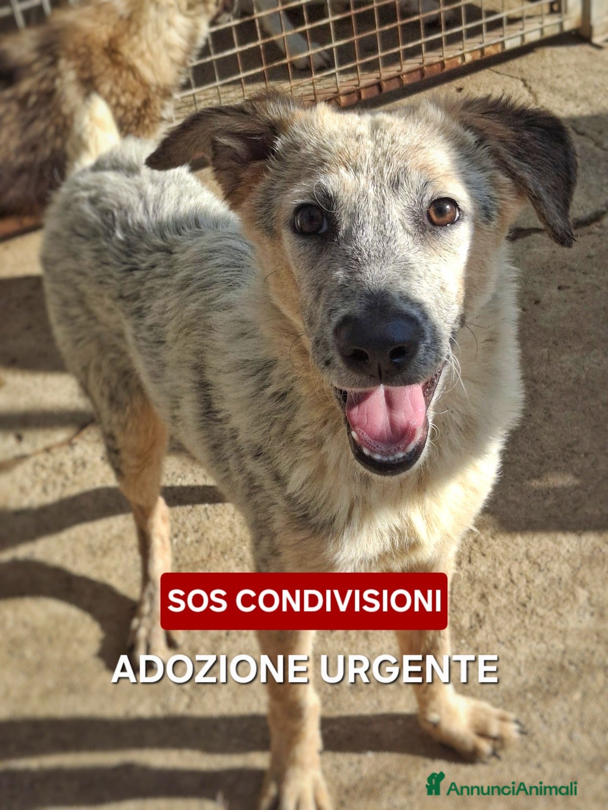 Meticcio cani LIVIA 🩷 UN SORRISO CHE MERITA UNA CASA 😍 - Annuncio 27