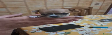 Chihuahua 1