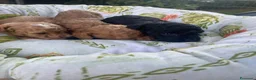 Barboncino Toy cani in vendita: Splendidi  2 maschietti fulvi barboncino - Annuncio 3