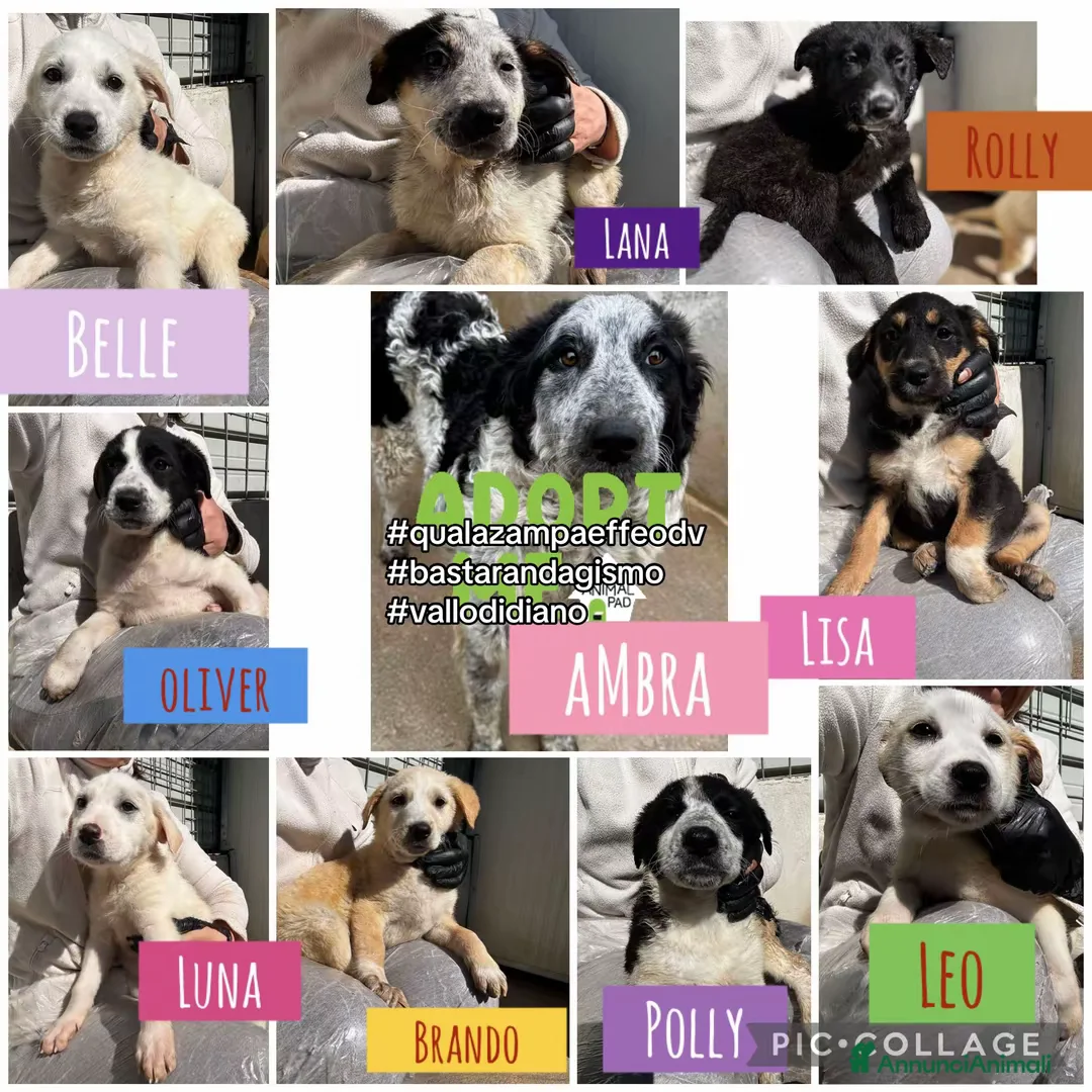 Meticcio cani in regalo: Lisa timidona 3 mesi taglia media - Annuncio 2